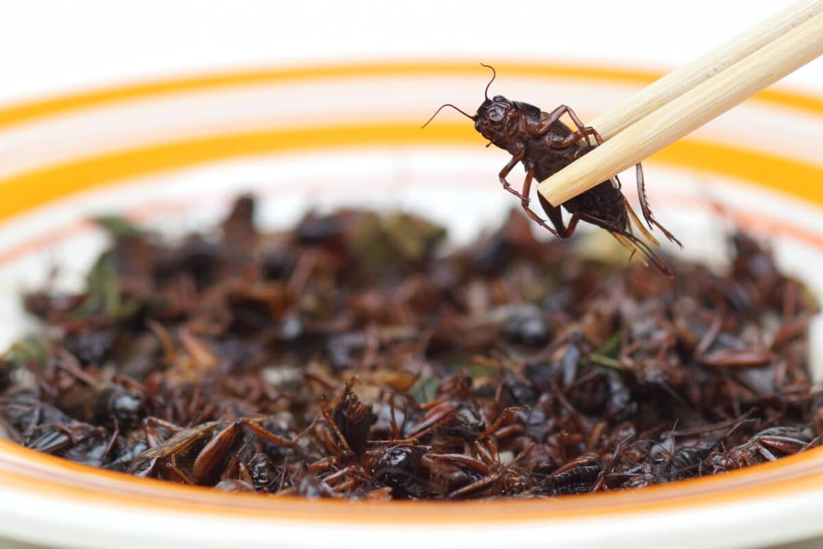 A plate of fried crickets.