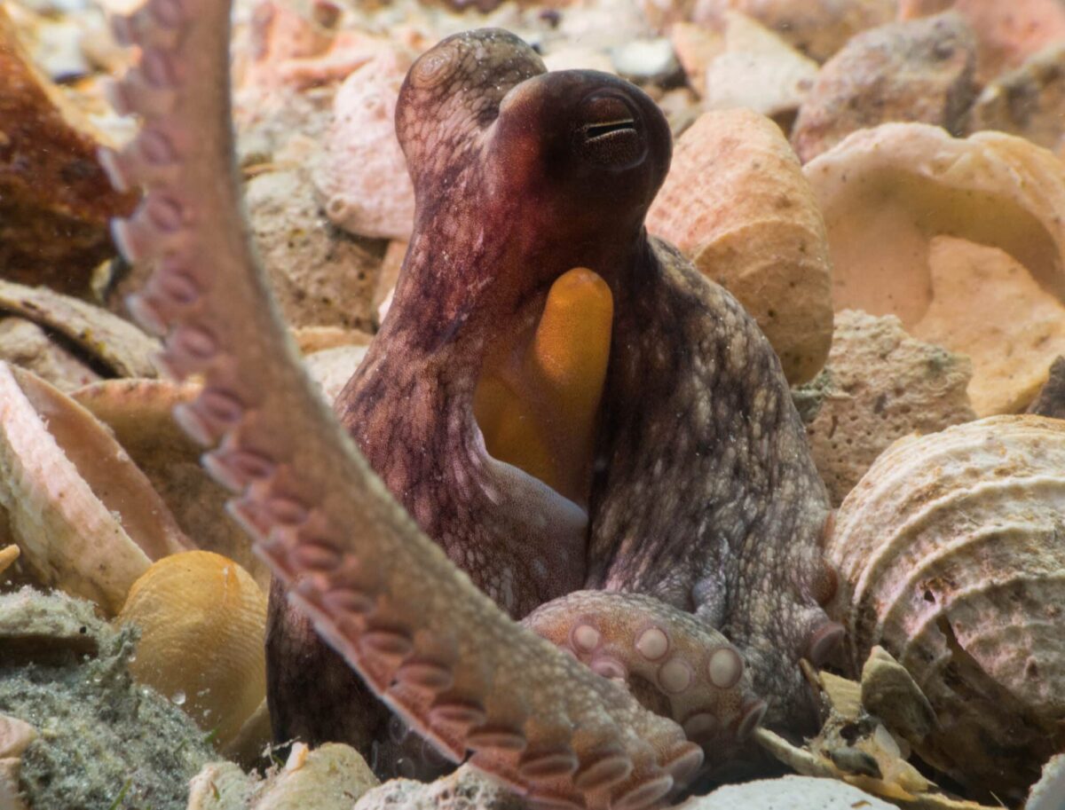 An octopus Americanus in the wild.