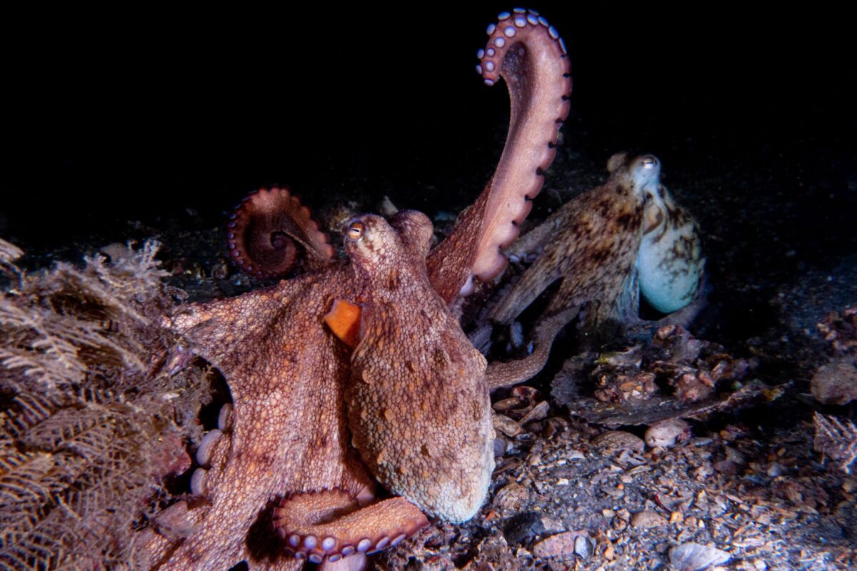 Octopus arm