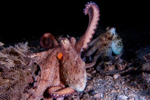 An octopus raises its arm in the wild