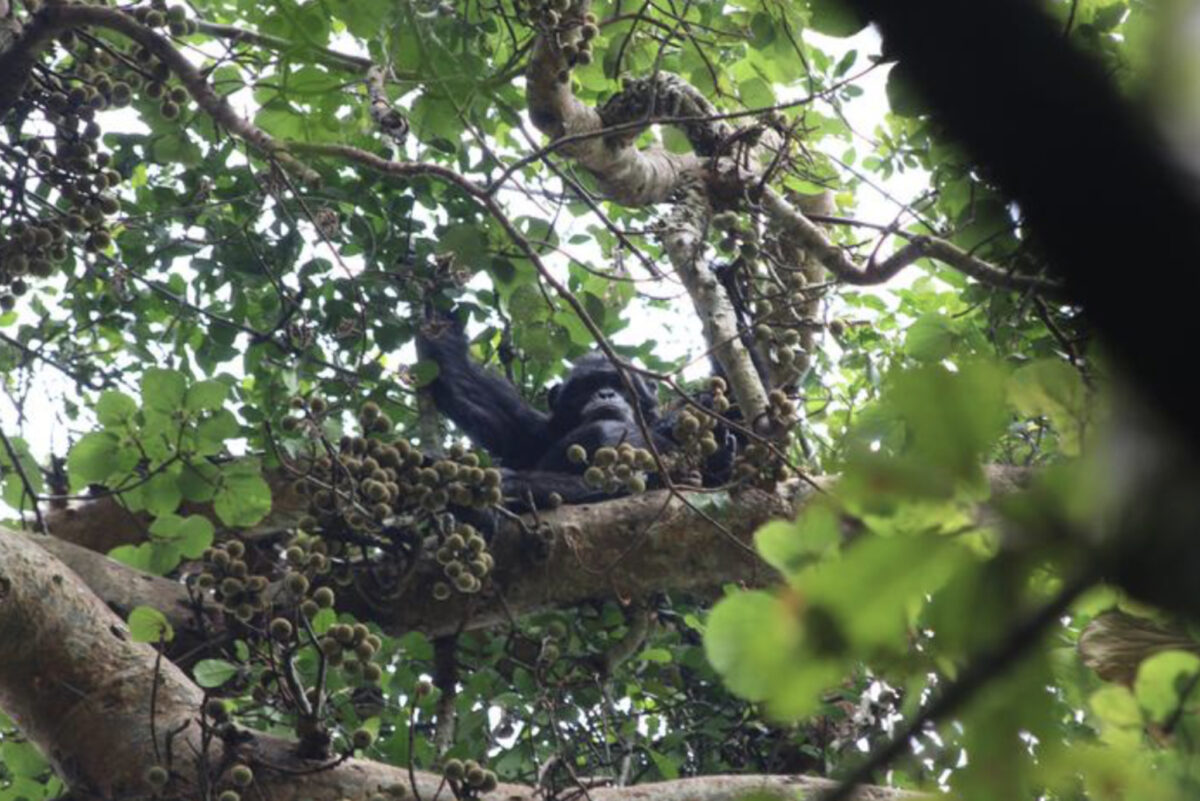 A chimpanzee eating figs at Ngogo in Uganda's Kibale National Park