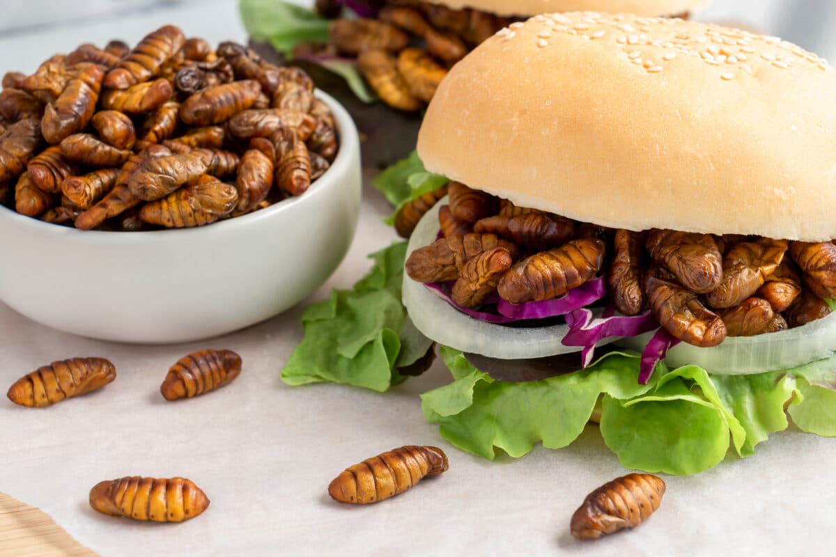 Insects in a burger: Silkworm pupae deep-fried for eating as food in burger