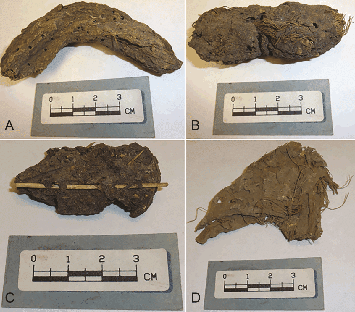 Ancient feces