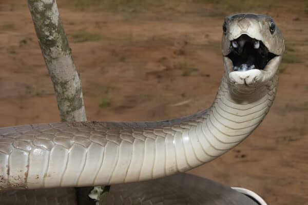 A Black Mamba ready to strike.