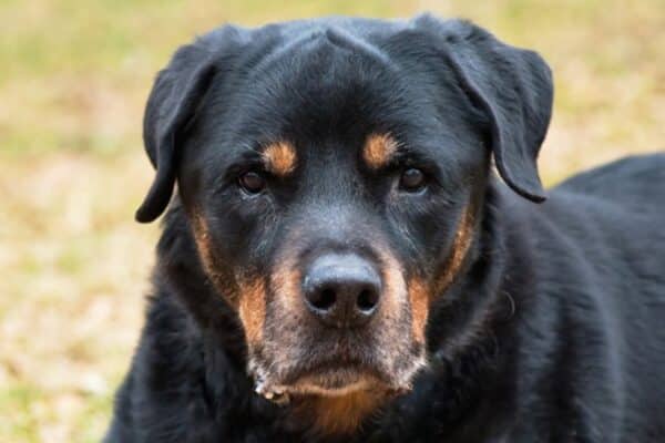 “Bort” (pictured) is one of the oldest male Rottweilers living in North America