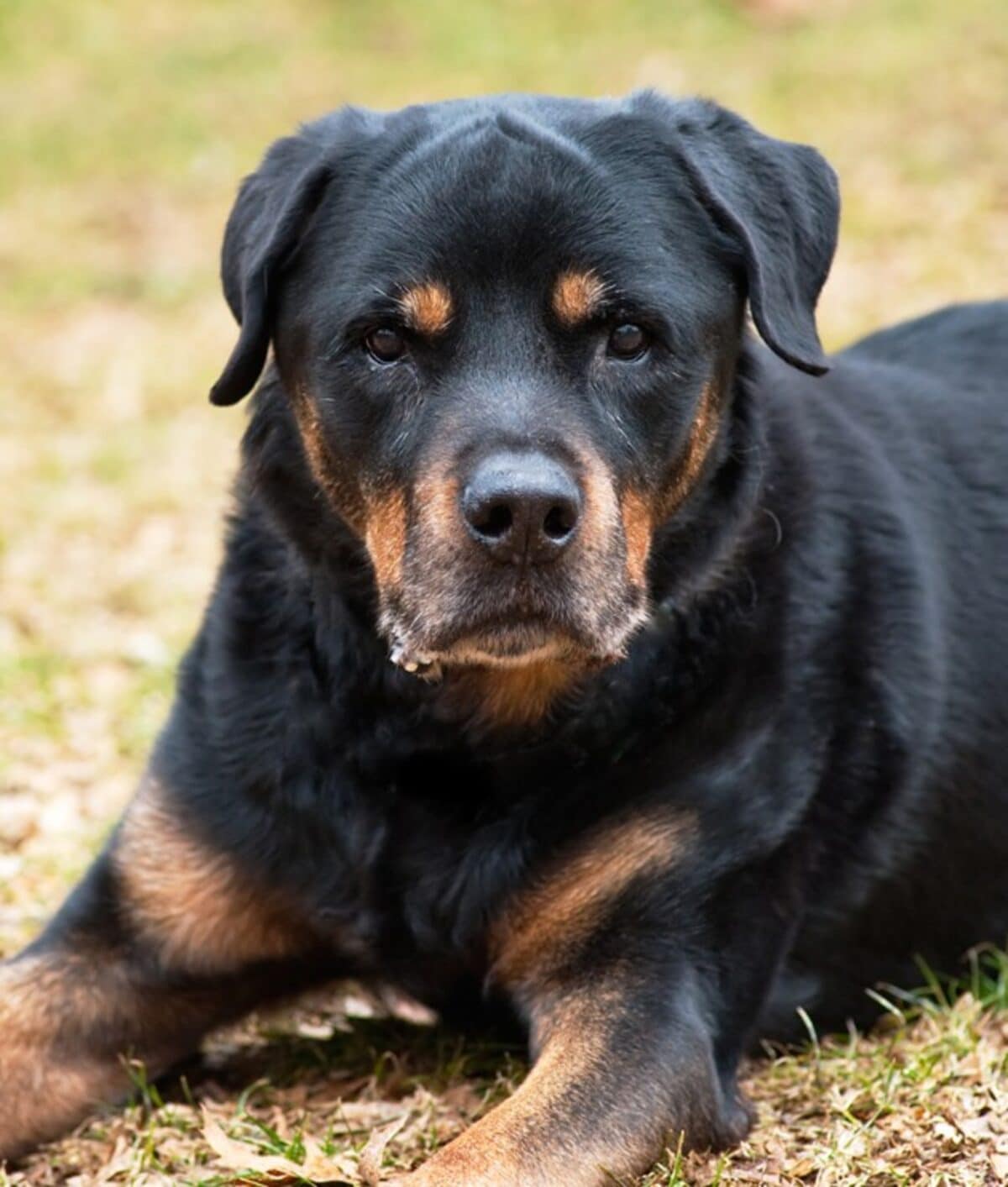“Bort” (pictured) is one of the oldest male Rottweilers living in North America