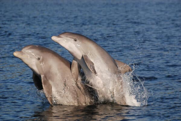 Bottlenose dolphins in Florida