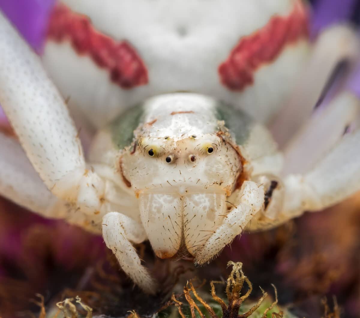 Macrophotography of a Goldenrod Crab Spider (Misumena Vatia).