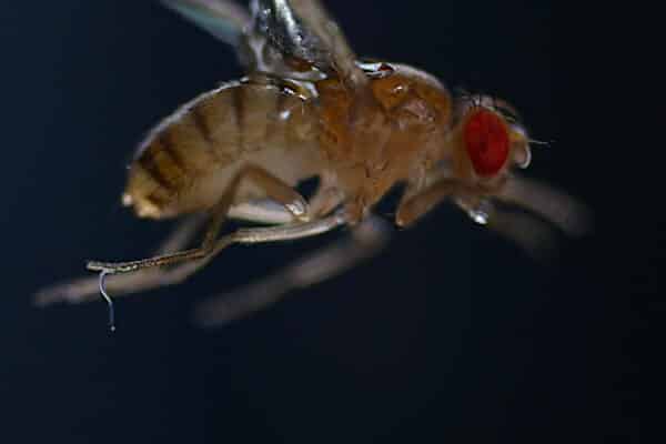 A nematode shown after jumping from the surface of the experimental chamber and attaching to the rear leg of a charged fruit fly.