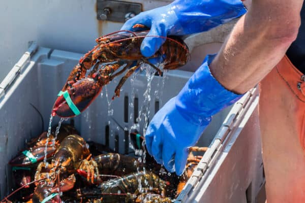 A live lobster has water dripping off of it as it is being placed into bins on a fishing boat in Maine.