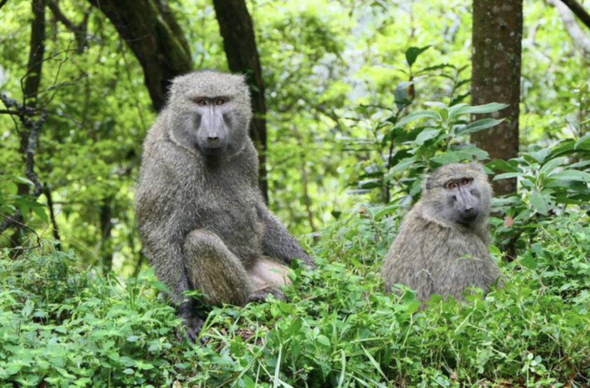 Male and female olive baboon (Papio anubis) in Bwindi Impenetrable Forest.