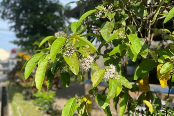 Mitragyna Parvifolia