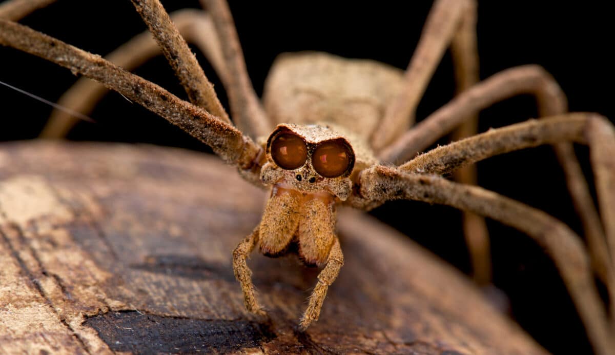 Ogre-faced spider (genus Deinopsis)