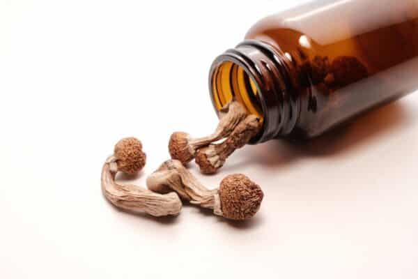 Psilocybin mushrooms in front of a pill bottle