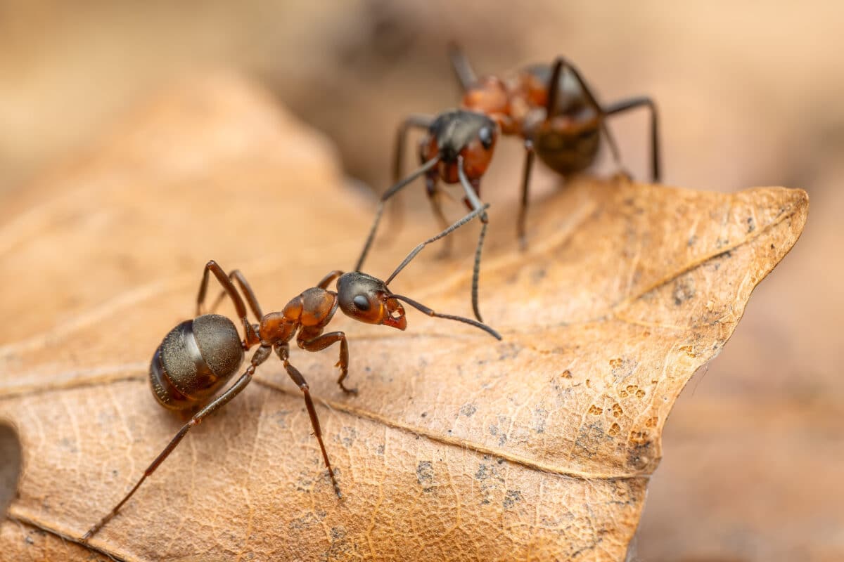 Red Wood Ant - Formica rufa