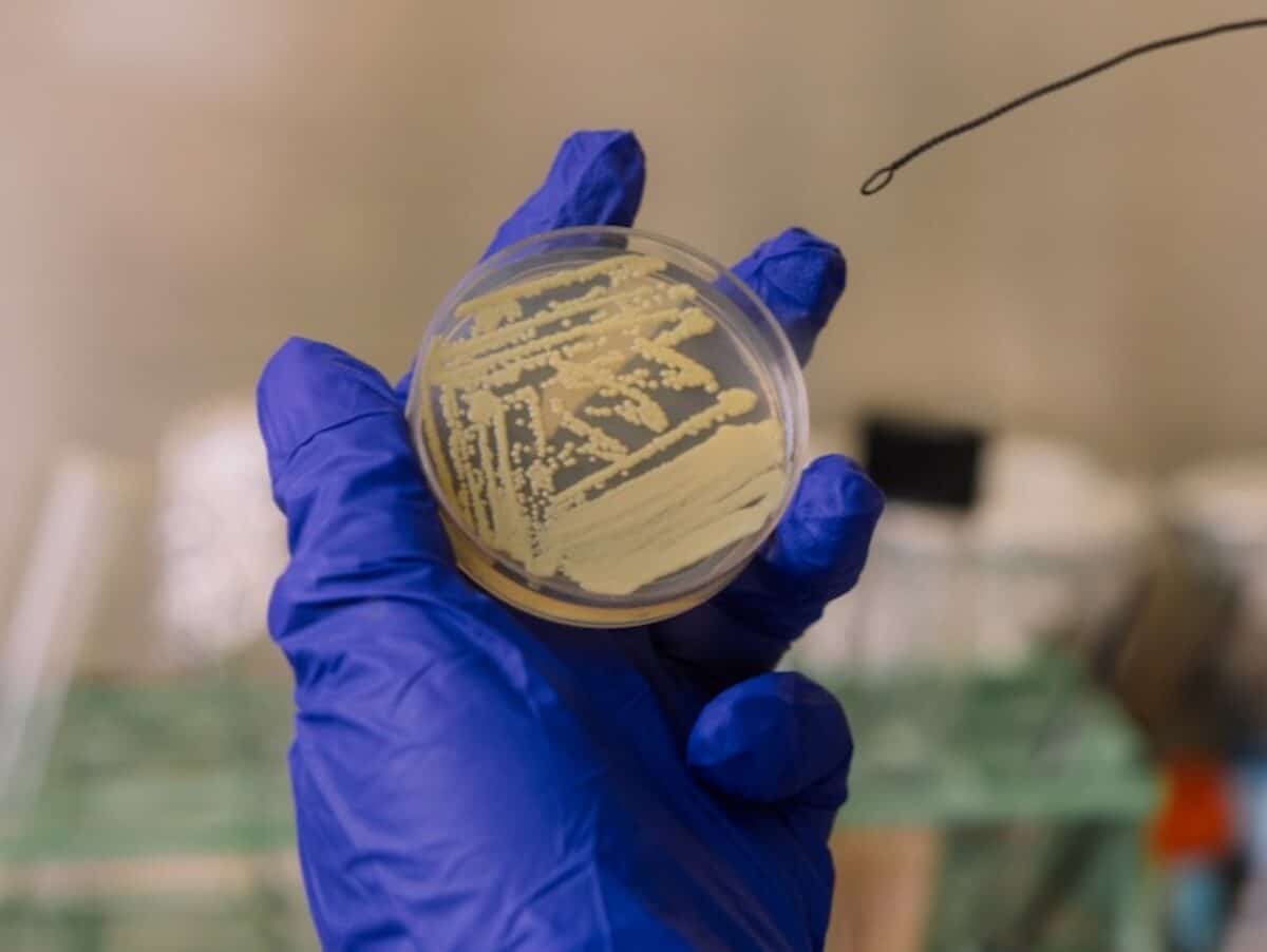 A bacterial species, Tersicoccus phoenicis, found in spacecraft clean rooms can survive intensive antimicrobial cleaning by going dormant.