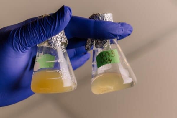 A bacterial species, Tersicoccus phoenicis, found in spacecraft clean rooms can survive intensive antimicrobial cleaning by going dormant.