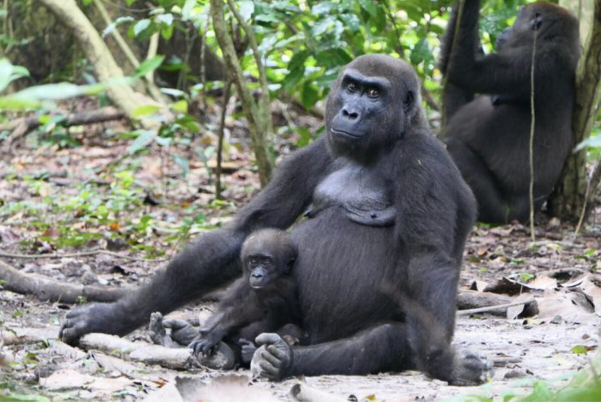 Ambia and Malumbi - Western lowland gorilla (Gorilla gorilla gorilla) in Loango National Park. 