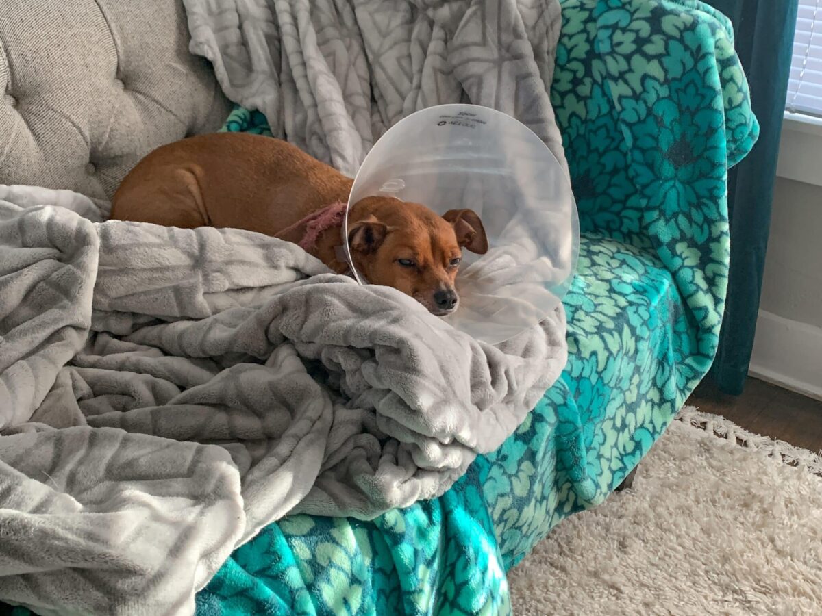 Dogs neutered before the age of two showed higher mortality rates after illness.