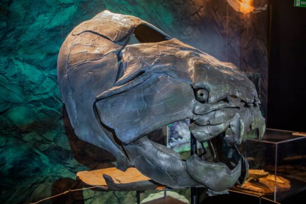 Dunkleosteus was a much more vicious predator than previously believed.