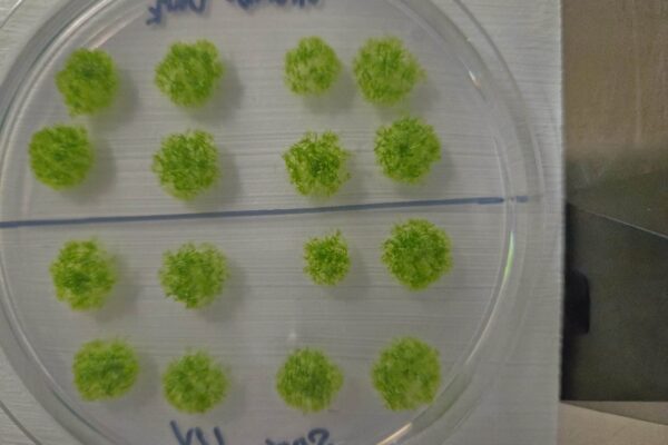 Germinated moss spores after space exposure.