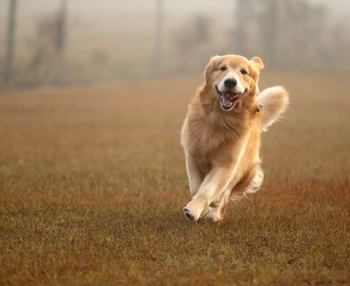 Golden Retriever Running