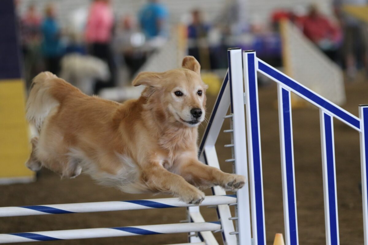 Golden retriever jumping at a dog show