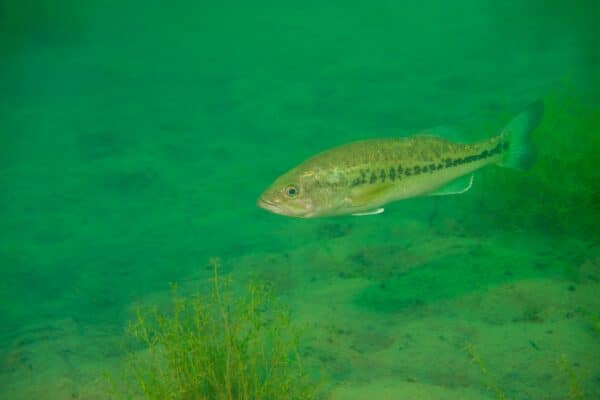 Largemouth bass swimming in a Michigan inland lake