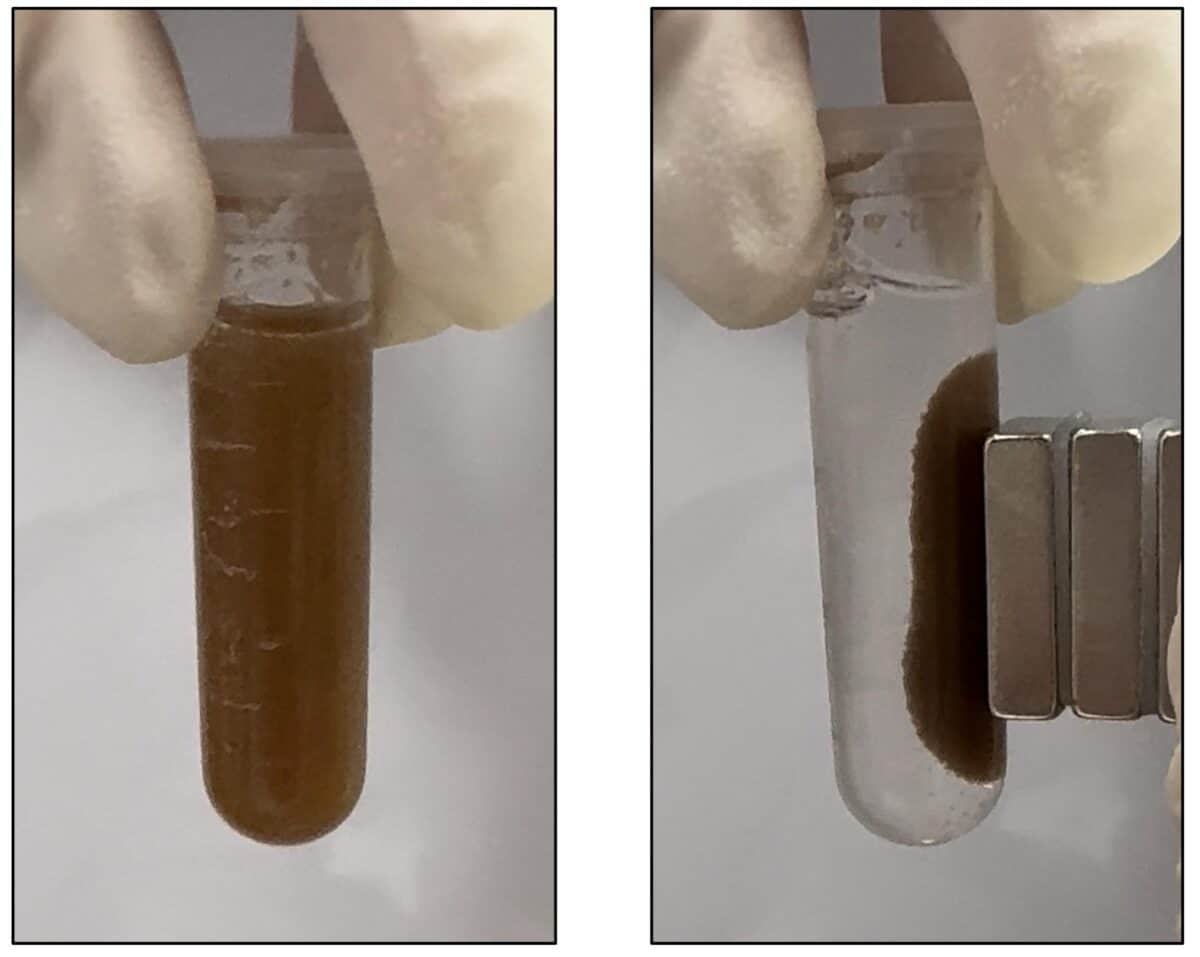 Microspheres that sense gastrointestinal disease are suspended in solution (left), then attracted to the side of a test tube by a magnet (right) so researchers can easily retrieve them from biological samples.