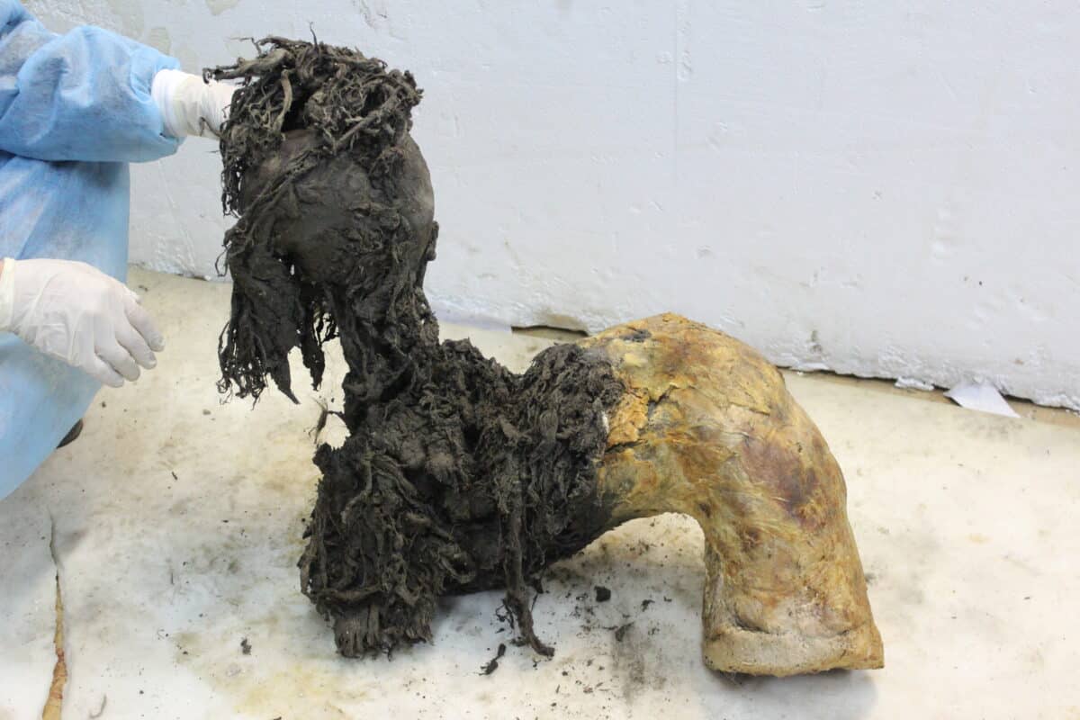 One of woolly mammoth Yuka’s legs, illustrating the exceptional preservation of the lower part of the leg after the skin had been removed