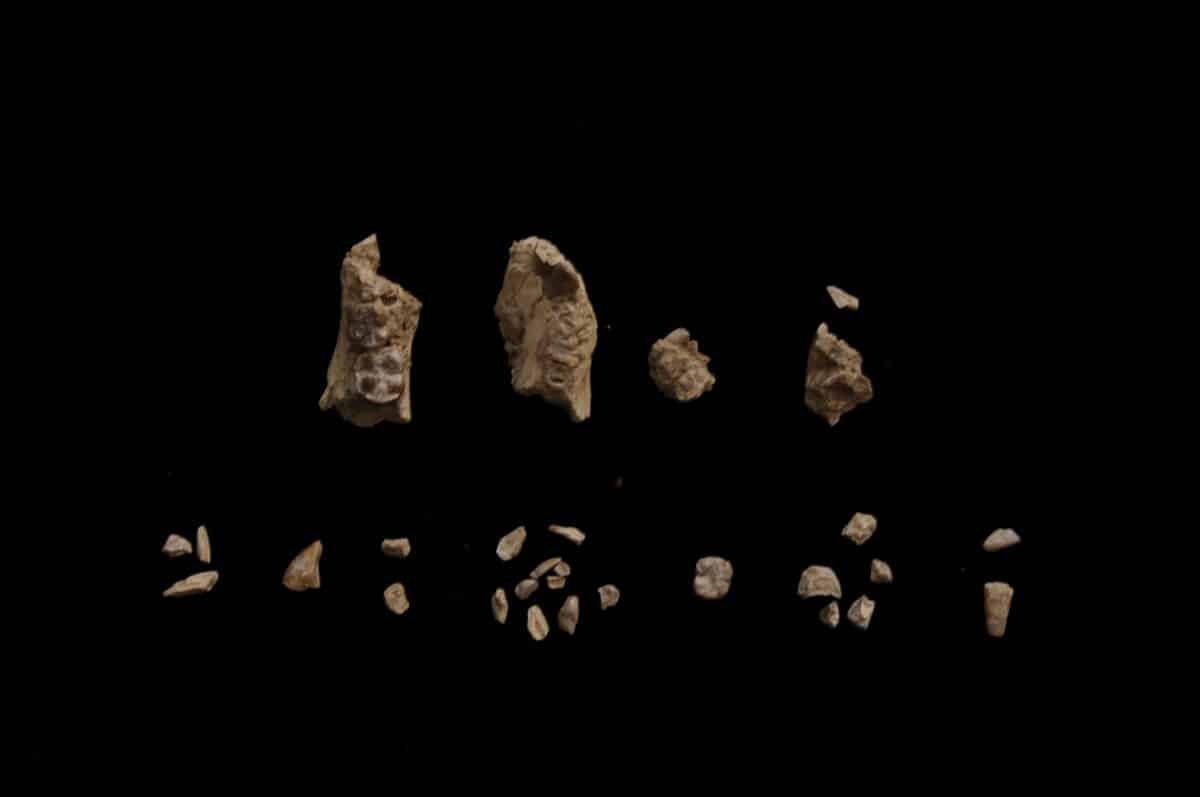 Fragments of BRT-VP-2/135 before assembly. The specimen was found in 29 pieces of which 27 of them were recovered by sifting and picking the sifted dirt.