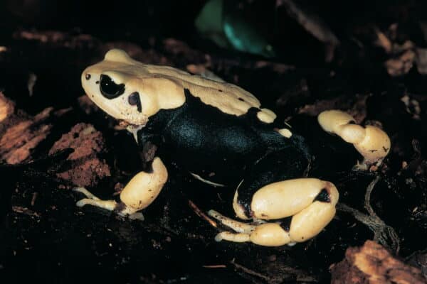 One of the newly described toad species, Nectophrynoides luhomeroensis.