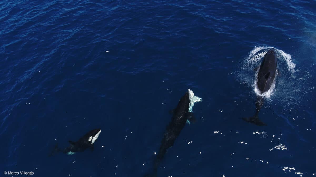 An orca subdues a white shark.