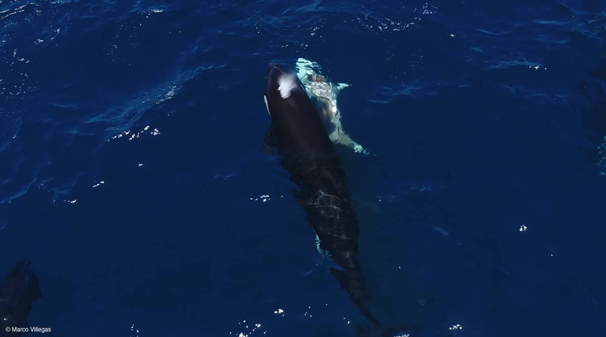 Killer whale attacks great white shark
