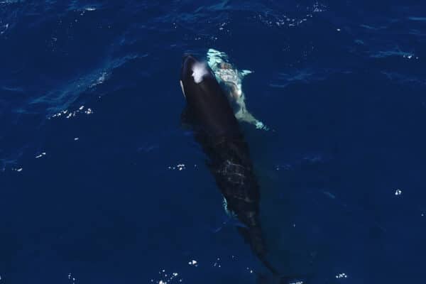 An orca swims next to a shark with a visible wound.
