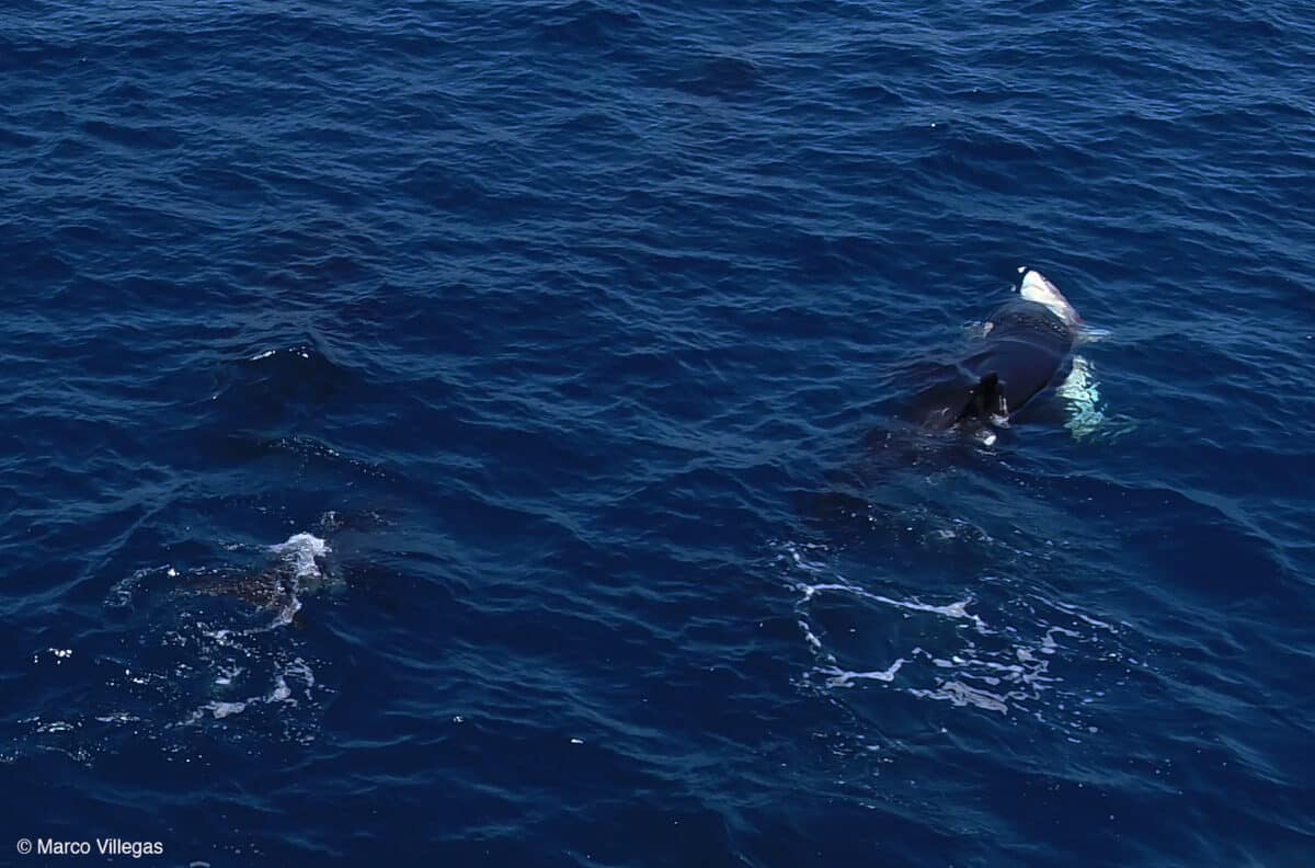 An orca strikes a shark in the belly.