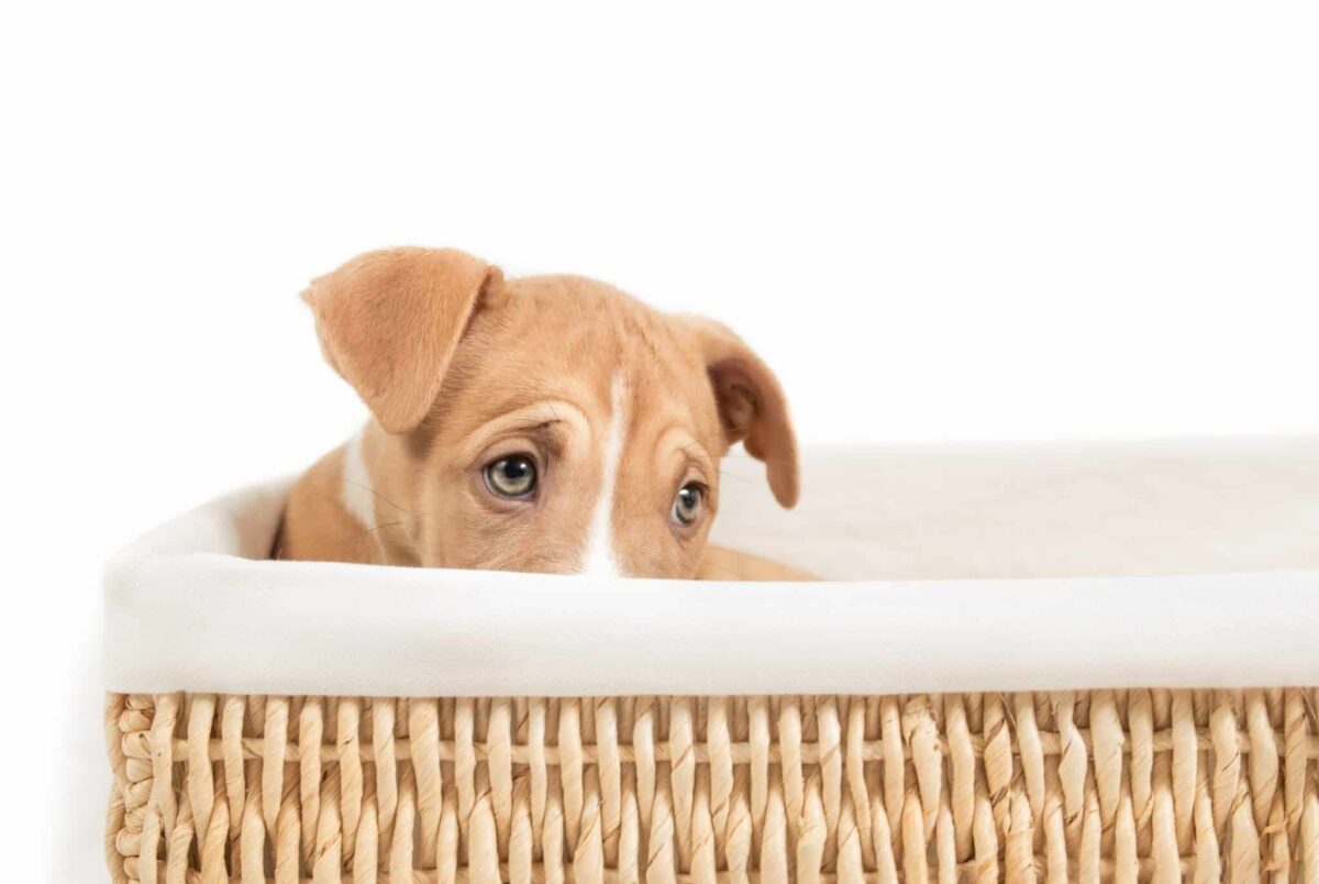 Shy,Puppy,Hiding,In,Basket.,Isolated,Cute,Puppy,Dog,Lying