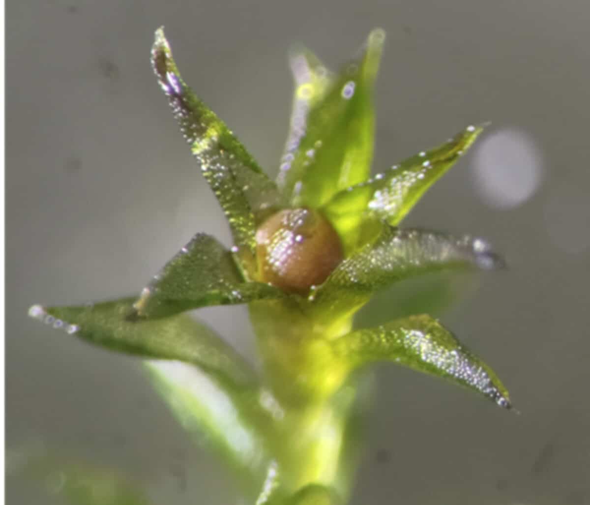 Sporophyte sample from the space exposure experiment on the ISS.