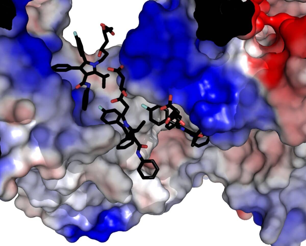 This illustration, based on what researchers were able to observe using high-resolution macromolecular cryo-electron microscopy, shows statin moelcules in black binding to the RyR1 protein.