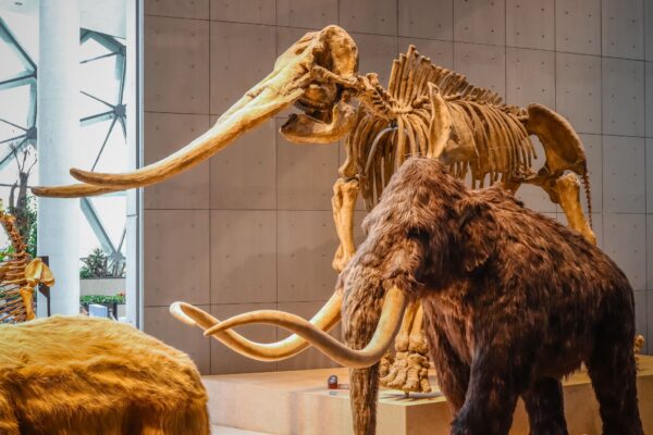 Realistic life size replica model of Woolly Mammoth with skeleton fossil at Shanghai Natural History Museum.