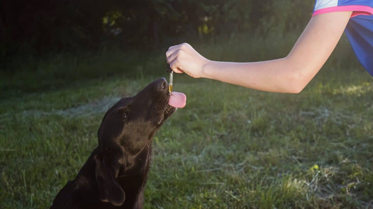 dog cbd