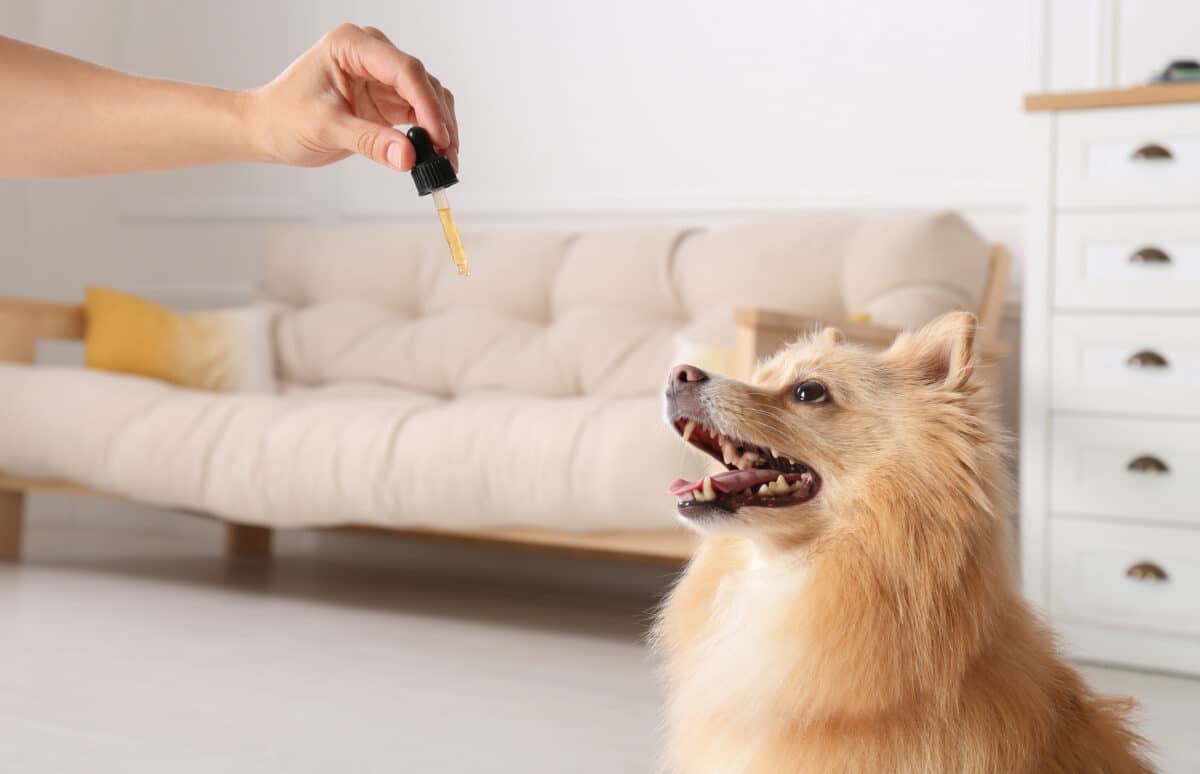 Dogs are also being given CBD to address numerous health issues ranging from dementia to diarrhea.