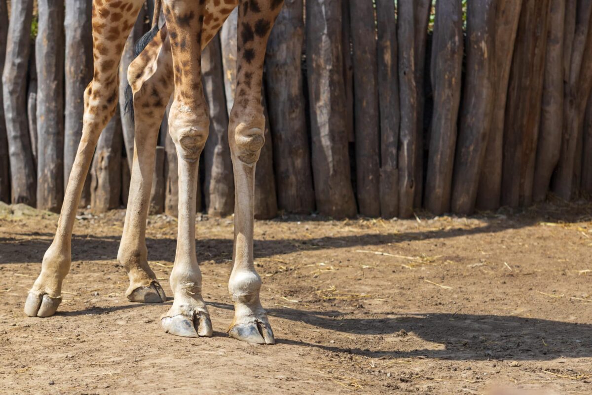 Longer legs raise the heart, lowering necessary blood pressure levels.