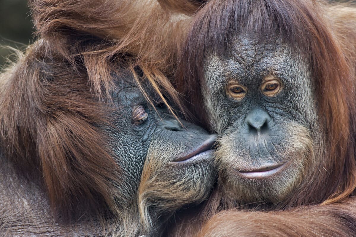 Kissing was "passed down" to neanderthals through countless generations of apes and hominins.