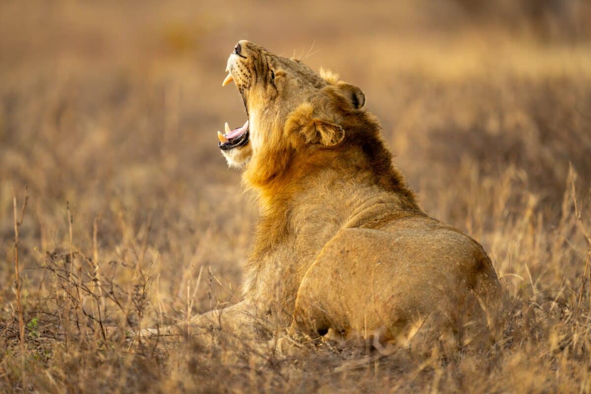 Like a thick New York accent in Boston, one Botswanan lion's roars confused even the researchers' AI algorithm.