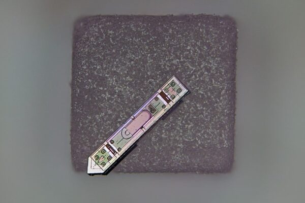 A neural implant developed at Cornell rests on a grain of salt. About 300 microns long and 70 microns wide, it’s the smallest neural implant capable of wirelessly transmitting brain activity data.