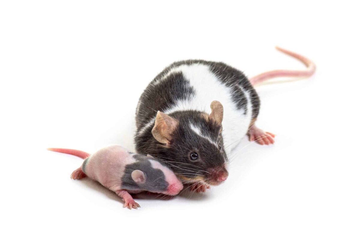 Among studied mice, aging lowered both the amount of tumors and how large each grew.