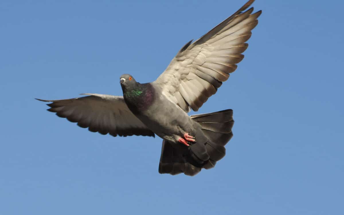 pigeon flying