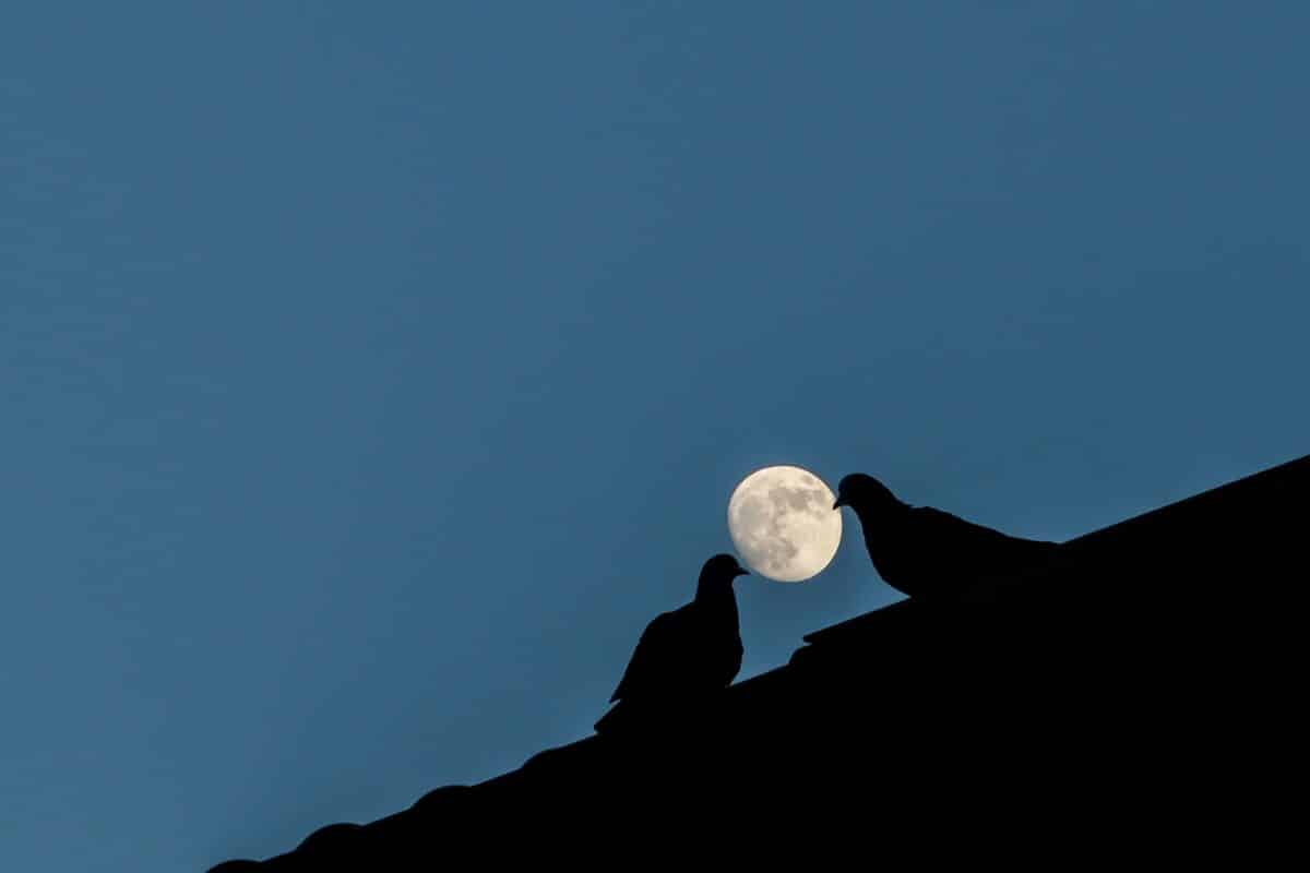 Night navigation: Pigeons' vestibular systems activated whether they were tested under white light or in darkness.