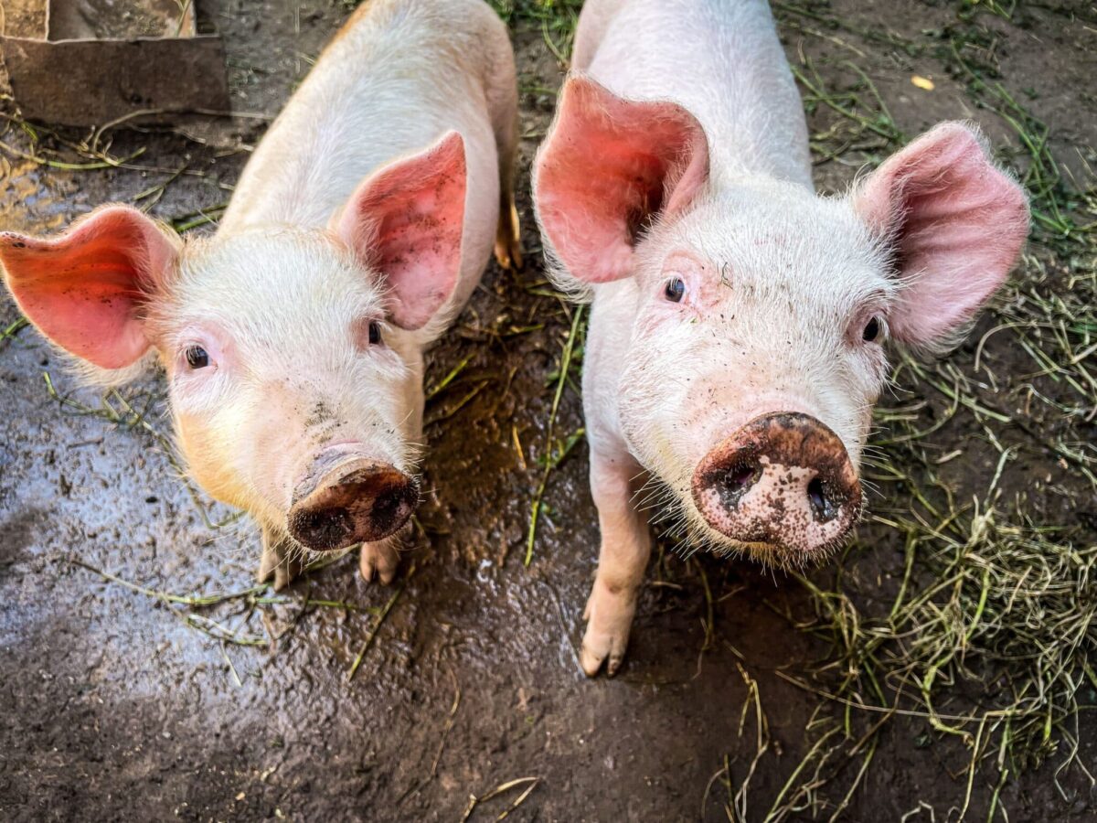 Pig kidneys can be created on demand.